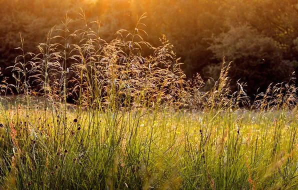 Grass, nature, Rosa, morning