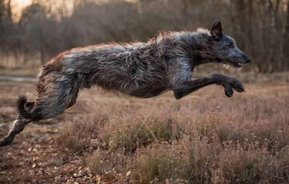 Picture dog, animal, Irish Wolfhound