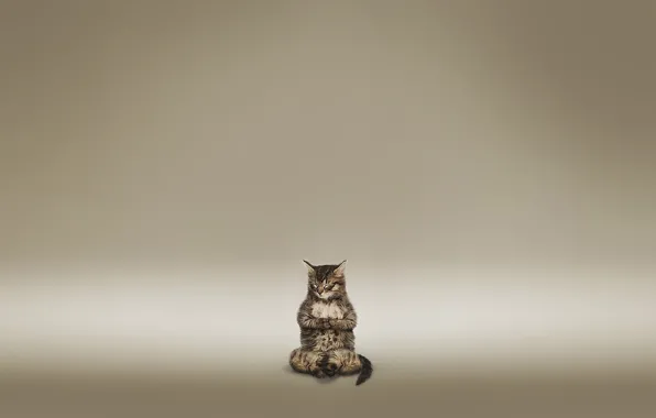 Cat, meditation, brown
