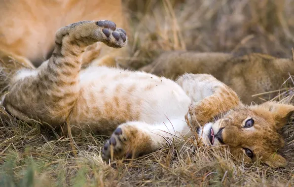 Picture cat, predator, Leo, lion