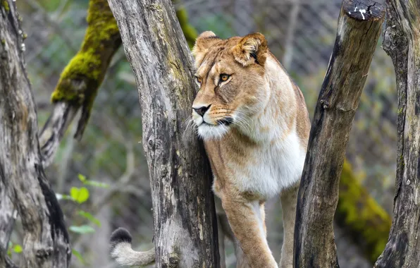 Picture lion, predator, animal, big cat, liones