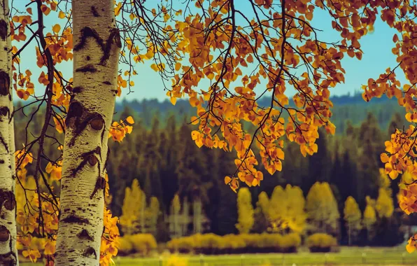 Picture autumn, leaves, trees, landscape, branches, nature, birch