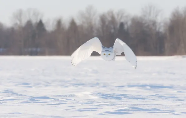 Picture winter, field, snow, flight, bird, wings, snowy owl