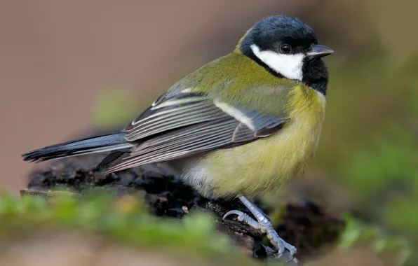 Picture close-up, nature, background, bird, tit