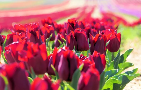 Field, leaves, light, flowers, red, bright, spring, tulips