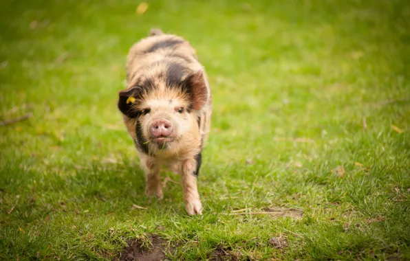 Picture nature, background, pig