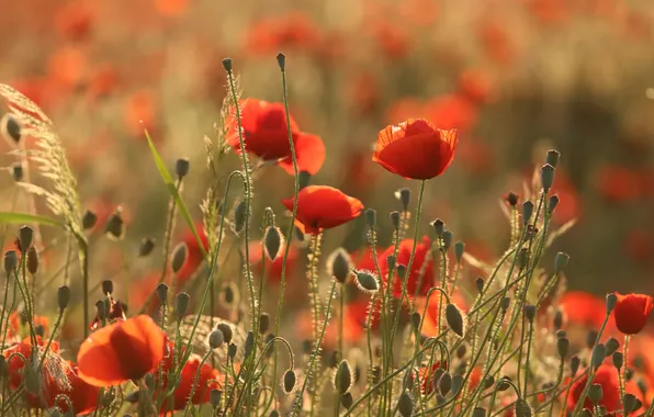 Summer, light, flowers, stems, Maki, meadow, red, buds