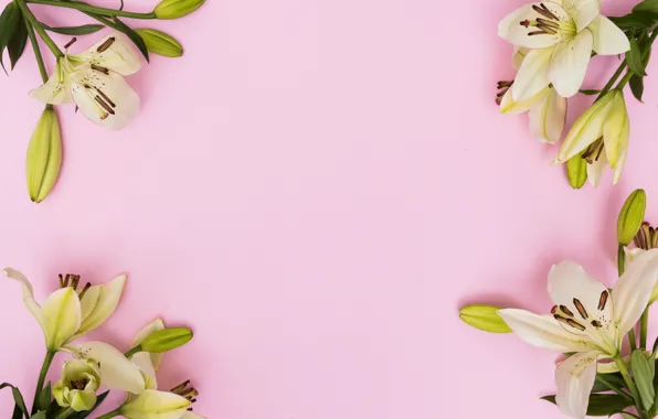 Flowers, Lily, spring, pink, fresh, pink, flowers, spring