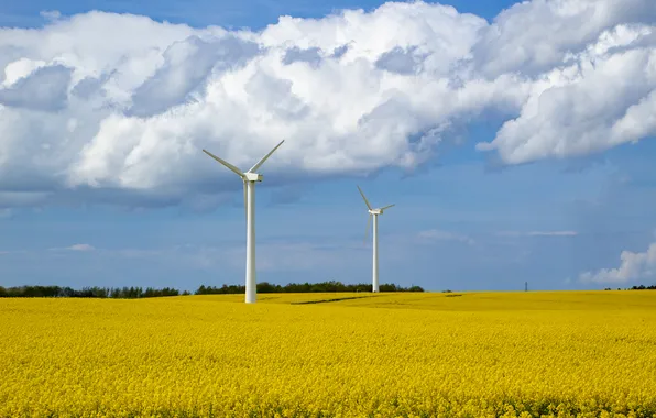 Field, the sky, yellow flowers, wind turbines