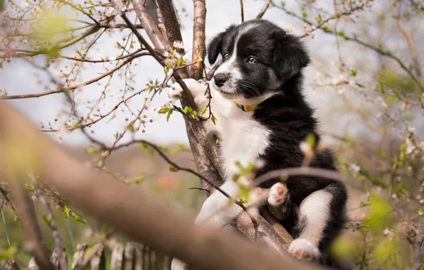 Look, flowers, branches, pose, tree, black and white, dog, spring