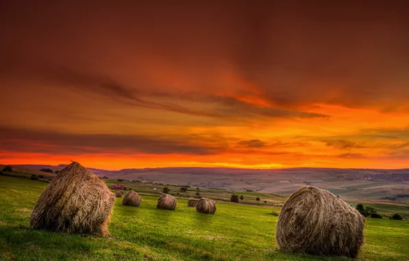 Field, summer, sunset, hay