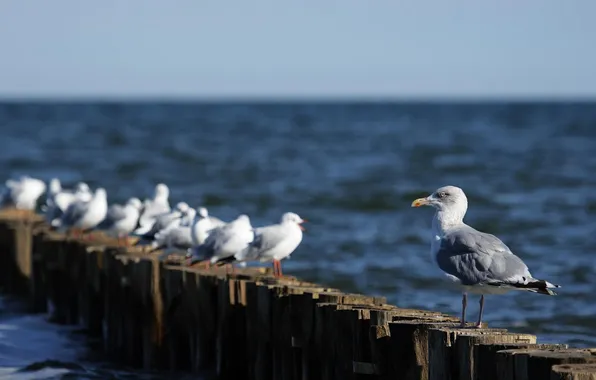 Picture sea, animals, water, birds, the ocean, bird, seagulls, Seagull