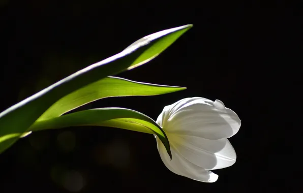 Picture flower, macro, background, Tulip