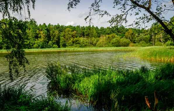 Greens, forest, summer, grass, trees, river, Germany, reed
