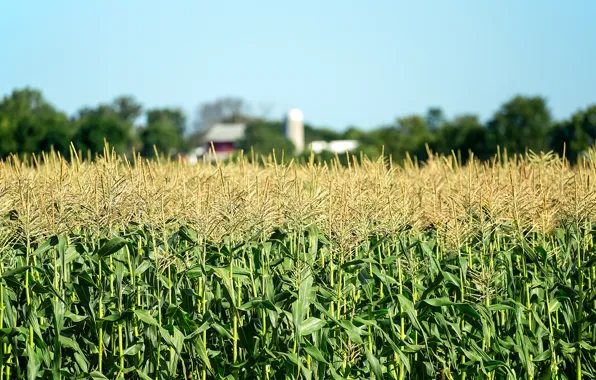 Picture the sky, trees, house, field, corn, the barn, the countryside, bokeh