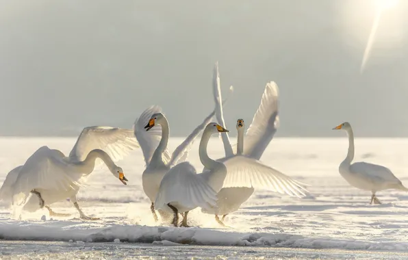 Picture winter, snow, birds, ice, dance, swans, ballet, Swan lake