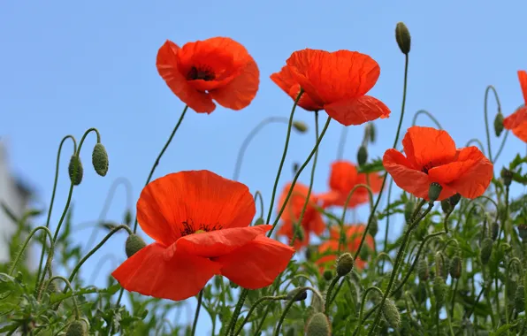 Flowers, Maki, red, blue background, poppy field