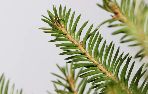 Macro, needles, branches, background, spruce