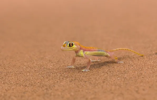 Picture background, lizard, Mars