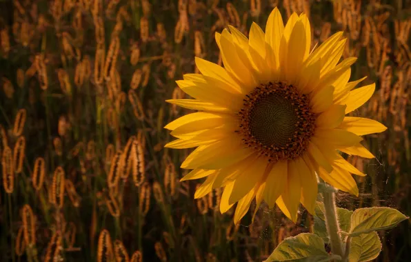 Field, light, sunflowers, flowers, yellow, spikelets, ears, sunflower