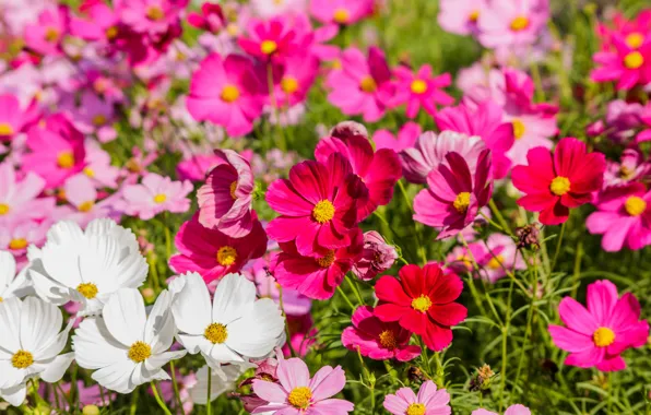 Picture field, summer, flowers, colorful, meadow, summer, pink, white