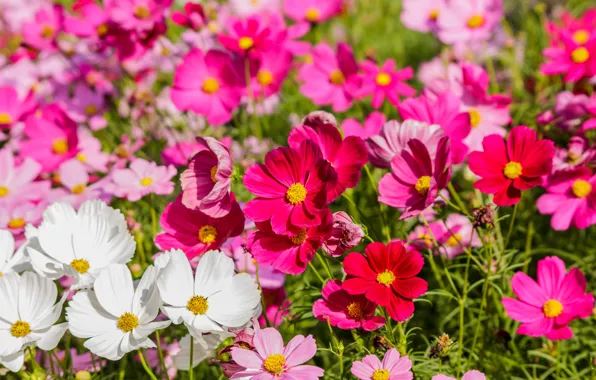 Field, summer, flowers, colorful, meadow, summer, pink, white