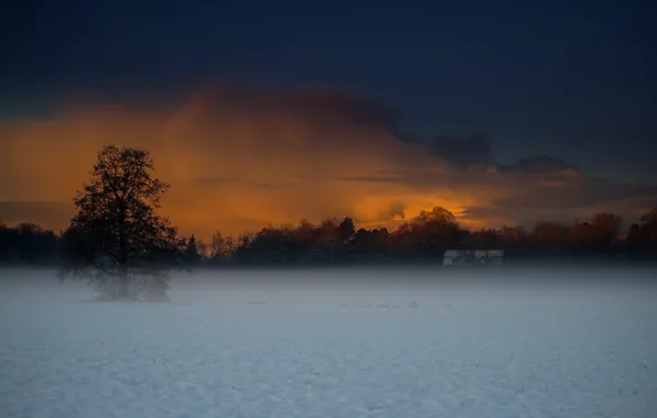 Winter, field, snow, fog, house, tree