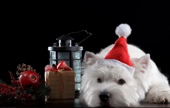 Holiday, hat, Dog, Puppy, Baby