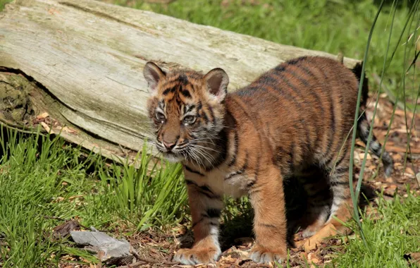 Picture log, cub, tiger