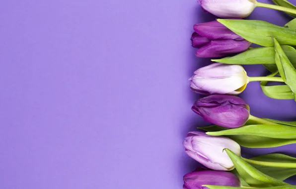 Picture flowers, purple, tulips, flowers, beautiful, tulips, spring, purple