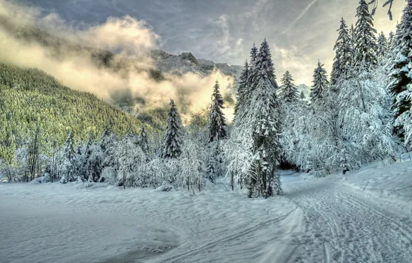 Winter, forest, clouds, snow, trees, mountains, nature, fog