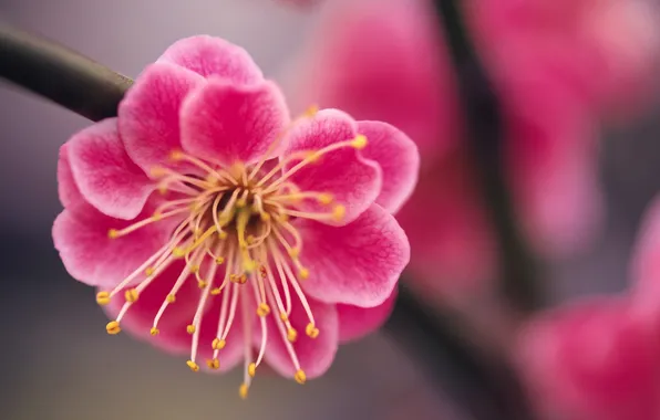 Flower, macro, pink, branch, spring, Sakura