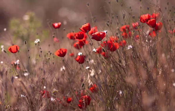 Field, grass, macro, the wind, Maki