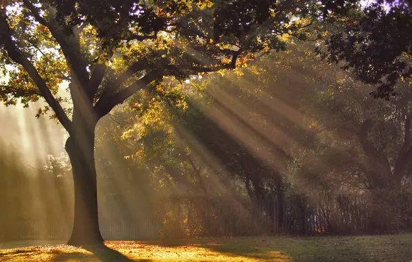 Picture autumn, rays, light, nature, Park, morning