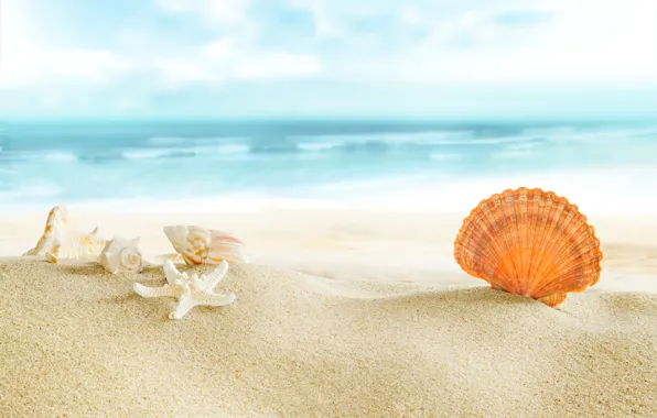 Picture beach, sea, sun, sand, seashells