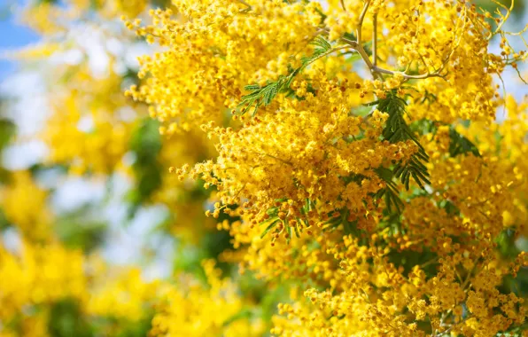 Picture Flowers, Tree, Spring, Flowering, Mimosa