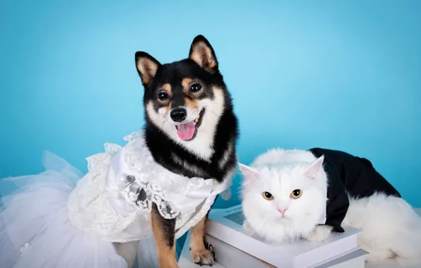 Cat, white, cat, look, pose, clothing, books, dog