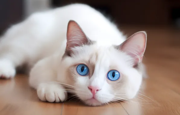 Cat, white, cat, look, pose, flooring, floor, lies