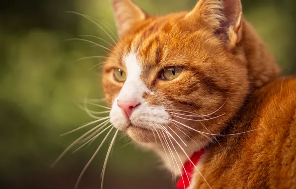 Cat, cat, mustache, look, portrait, muzzle, red