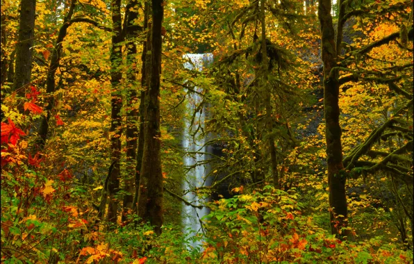 Autumn, forest, leaves, trees, waterfall.