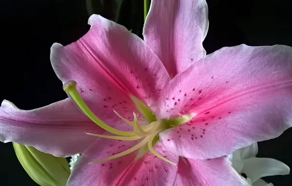 Picture macro, Lily, petals