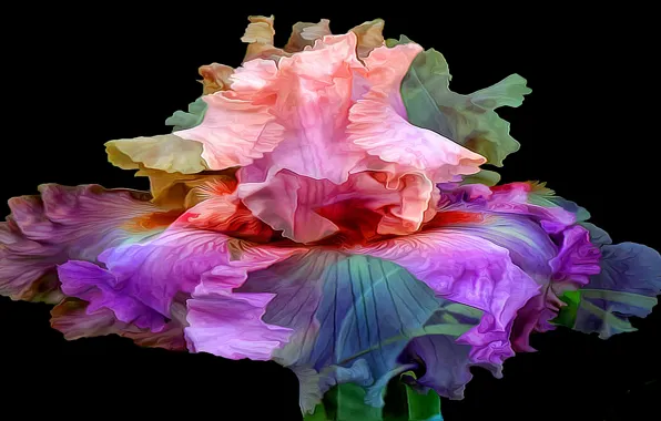 Picture flower, line, background, paint, petals, iris