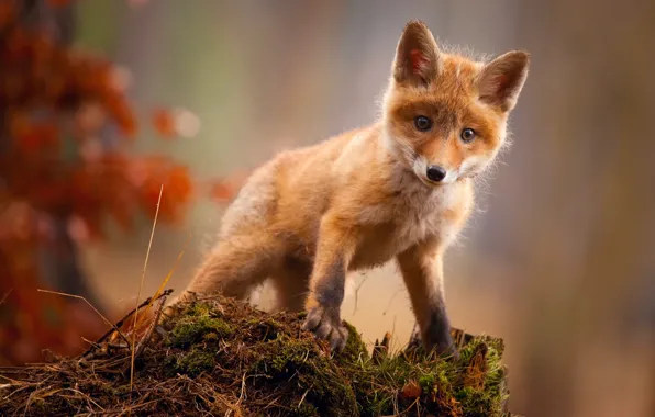 Autumn, Fox, Fox, Fox