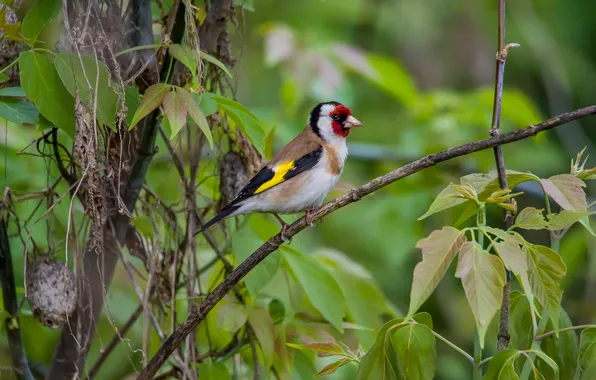Birds, nature, spring, goldfinch, photohunt