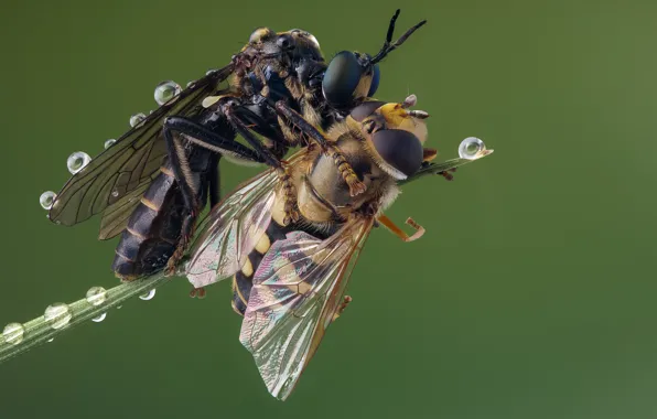 Picture death, killer, robberfly, syrphid prey