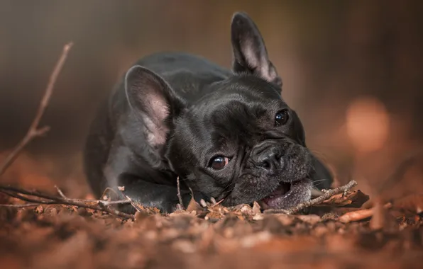 Sadness, autumn, look, face, sprig, foliage, portrait, dog