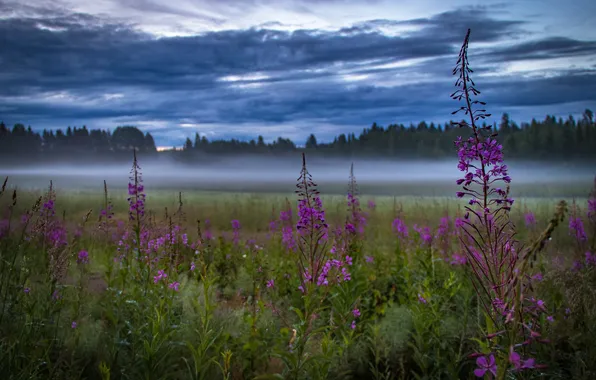 Field, forest, the sky, clouds, flowers, fog, blue, dal