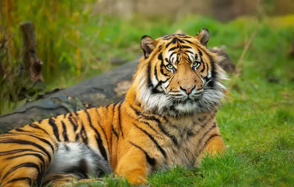 Picture grass, tiger, pose, glade, lies, log, green background