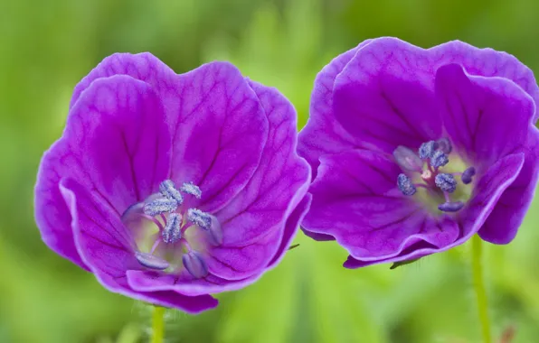 Macro, petals, tulips
