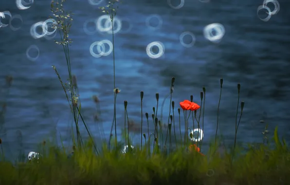 Grass, water, light, flowers, shore, Mac, Maki, blur
